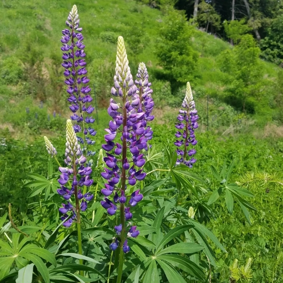 Meet your Posher, Margaret - Picture 4 of 4